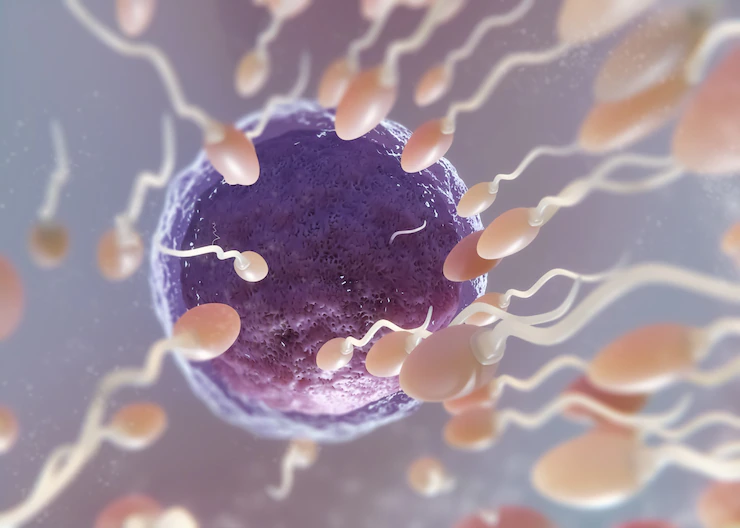 Sperm Morfolojisi Nedir? Erkek Faktörü Testleri Nelerdir?